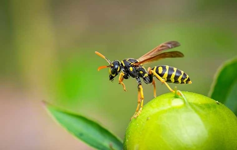 Wasp