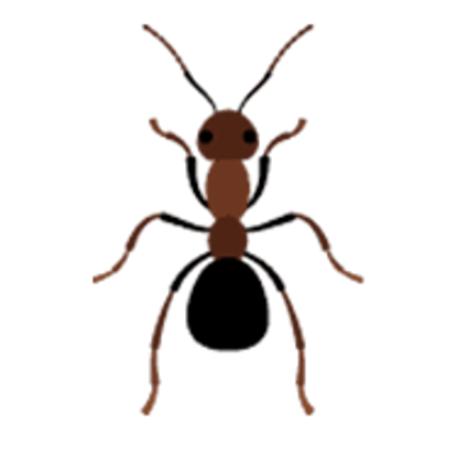 Ants Photo