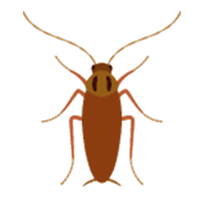Cockroaches Photo
