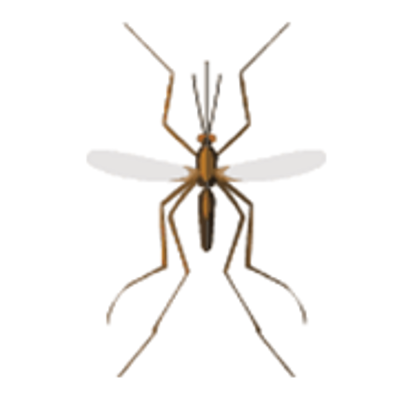 Mosquitoes Photo