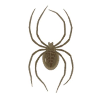 Spiders Photo